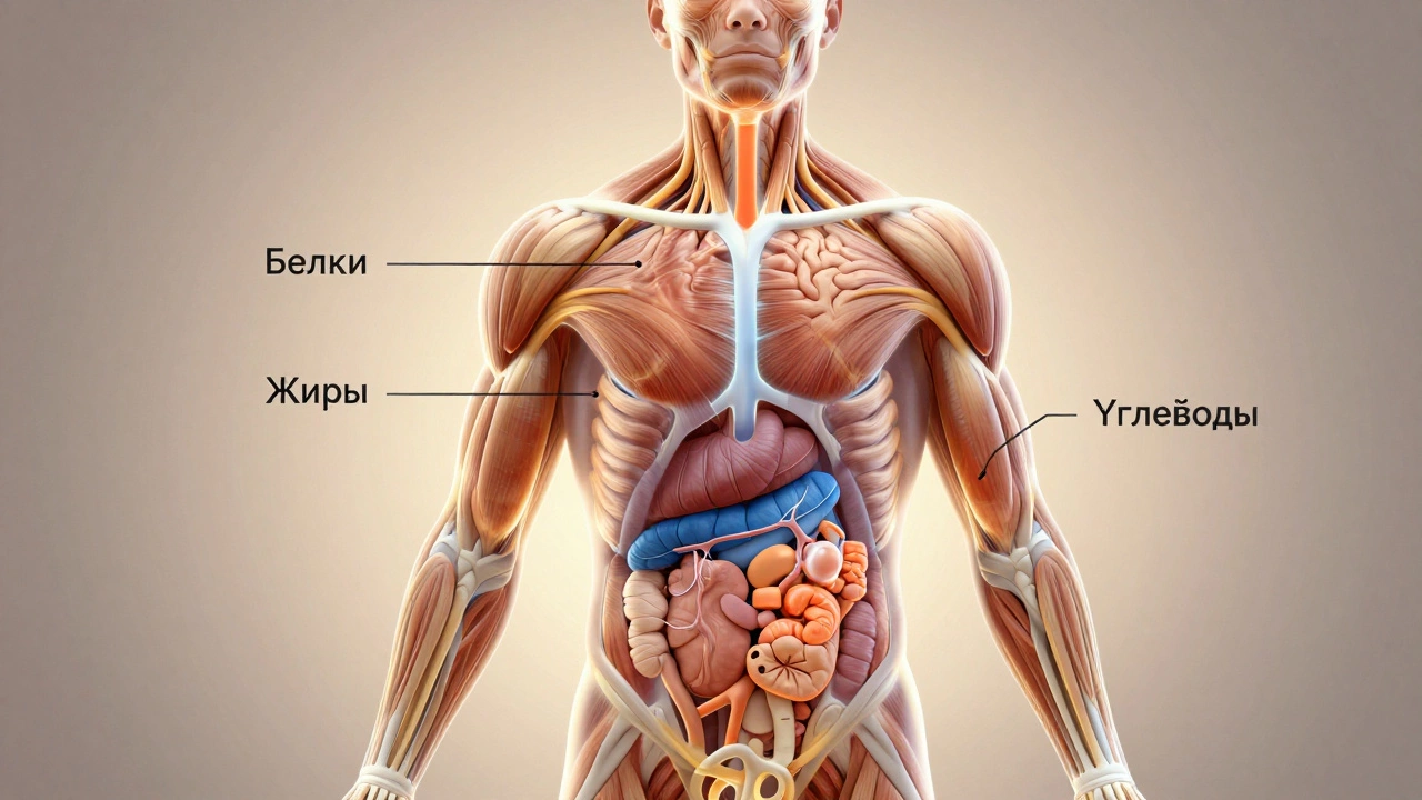 Прозрачное изображение человеческого тела с цветными потоками белков, жиров и углеводов, питающих органы.